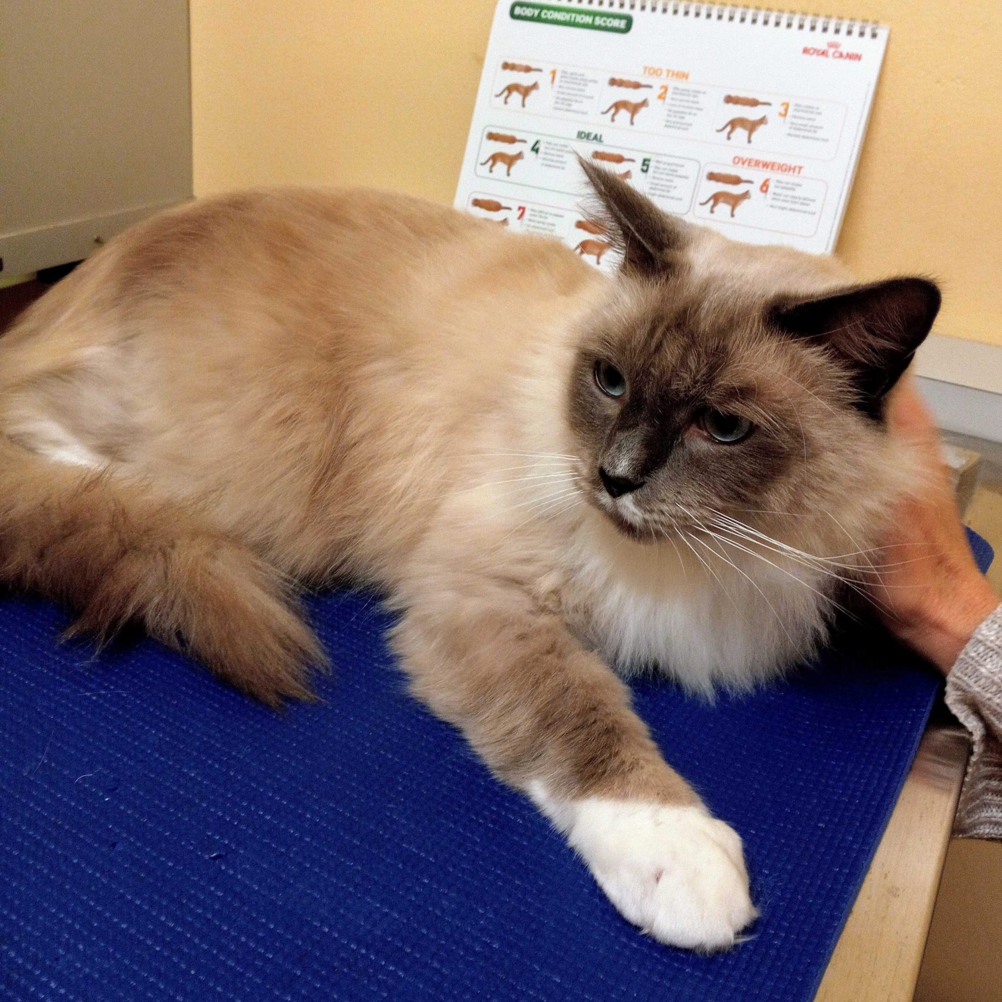 Lots of spots - Pittwater Animal Hospital