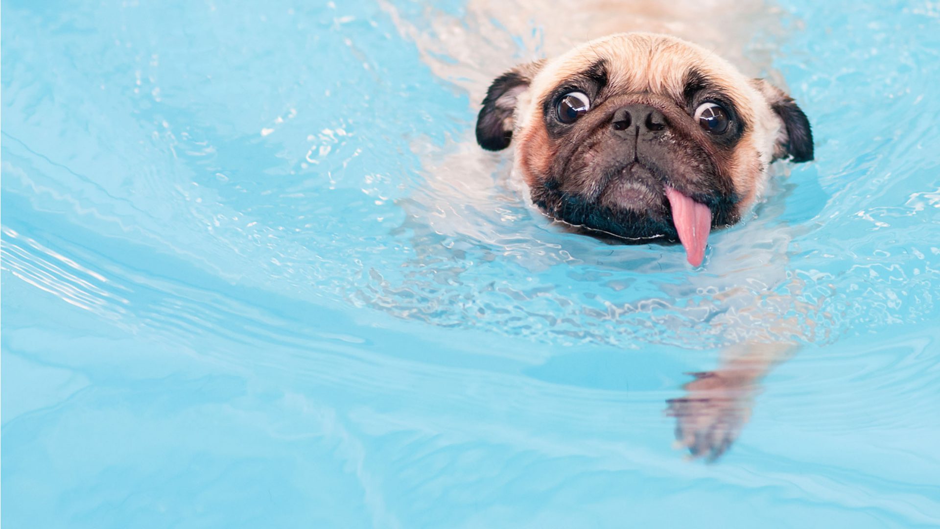 Urine Tests - Pittwater Animal Hospital