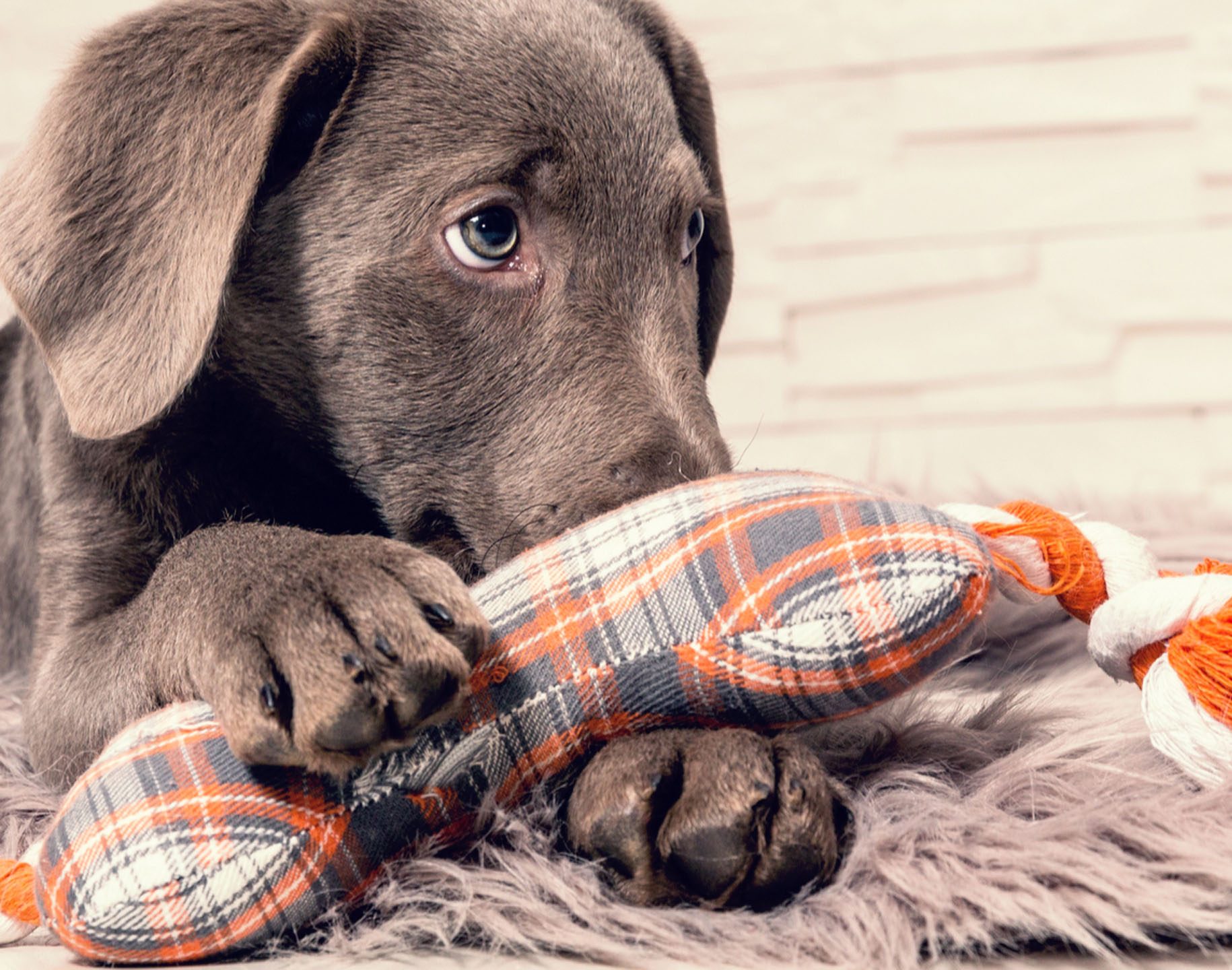 Puppy School Puppy Training Obedience Training Northern Beaches PAH