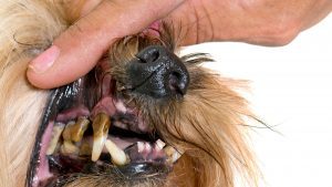 dog teeth cleaning cost sydney