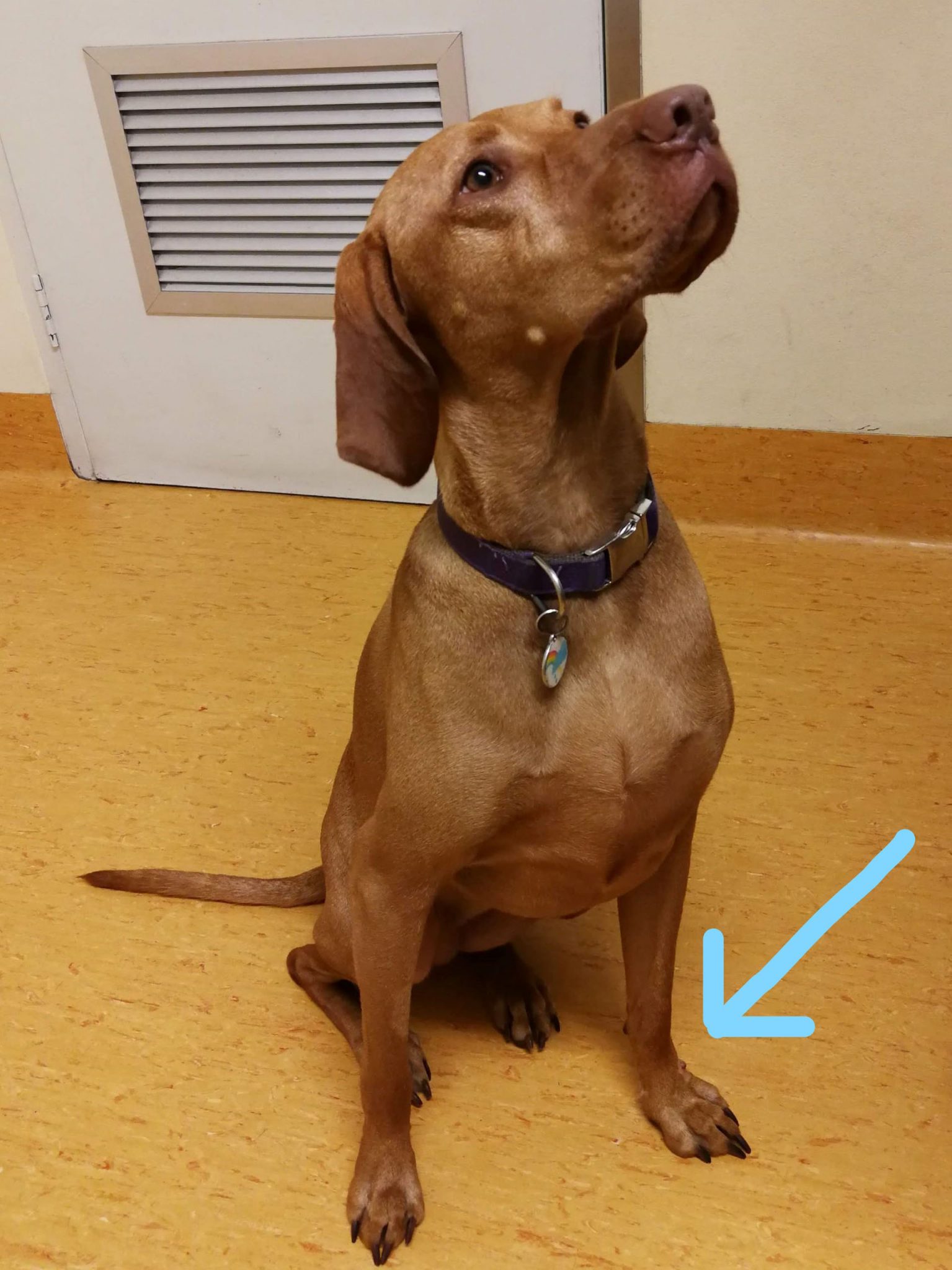 Lola's new skin lump. - Pittwater Animal Hospital