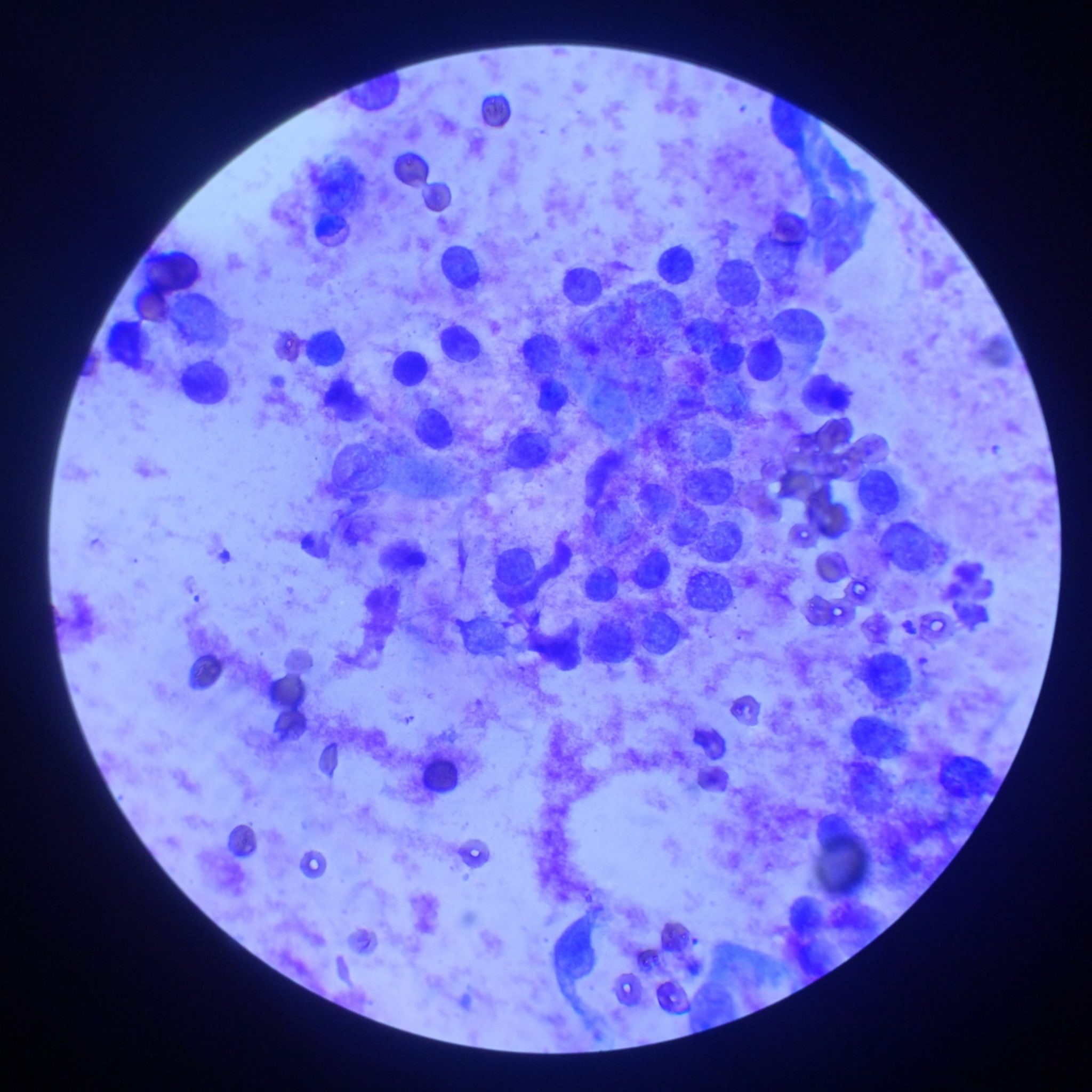 Fine Needle Aspirate - Pittwater Animal Hospital