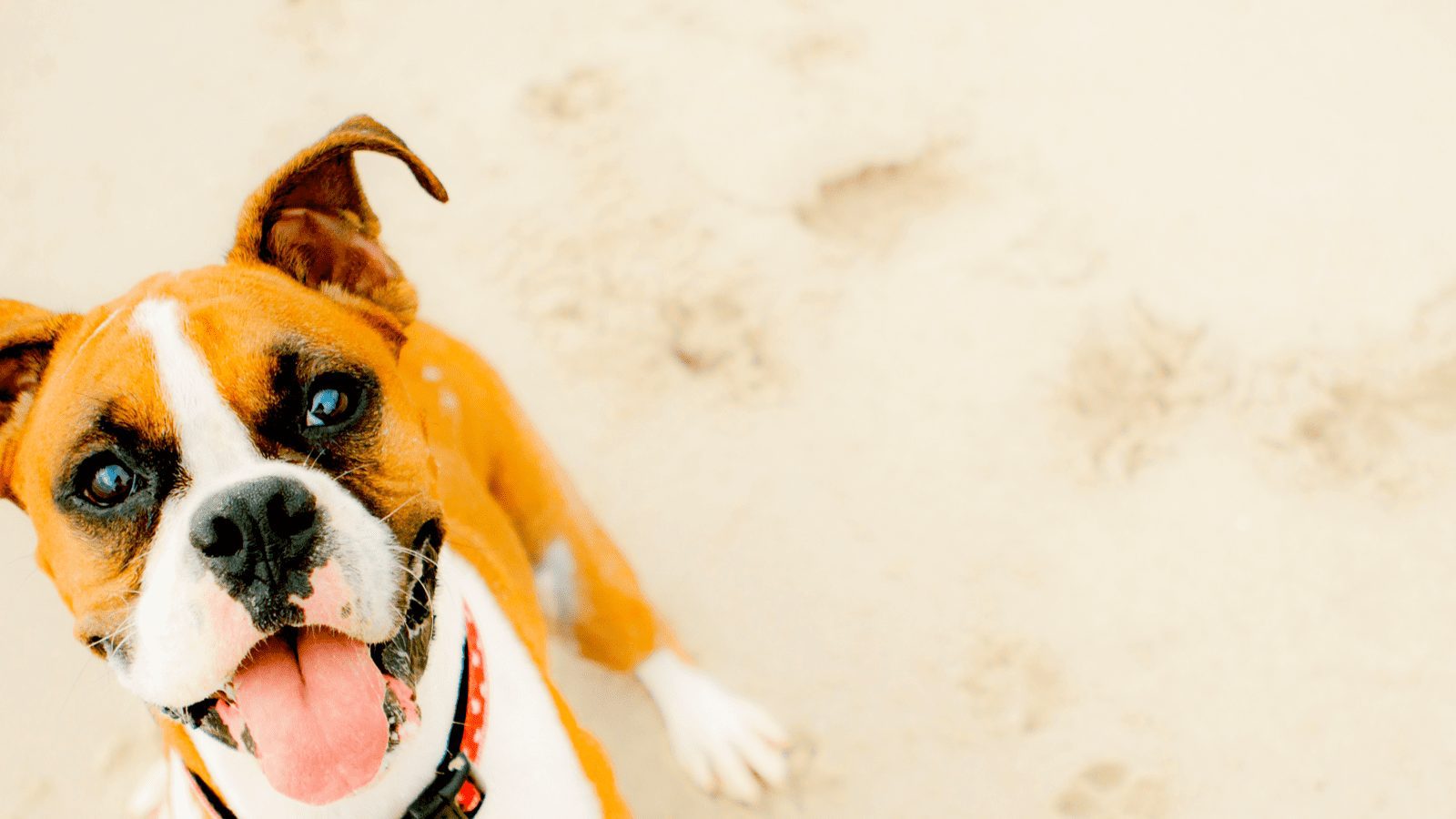 Puppy Behaviour Classes Behaviour Training Northern Beaches PAH