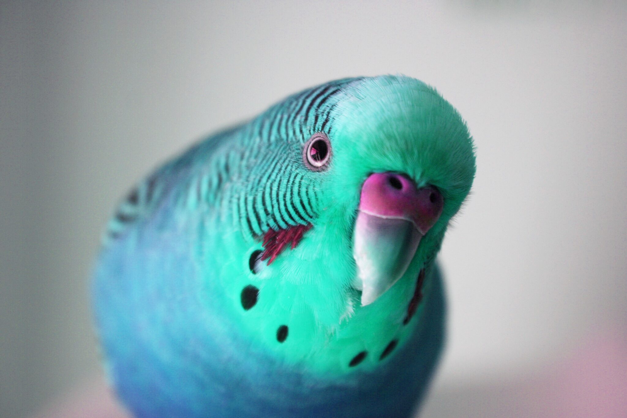 Welcome - Pittwater Animal Hospital