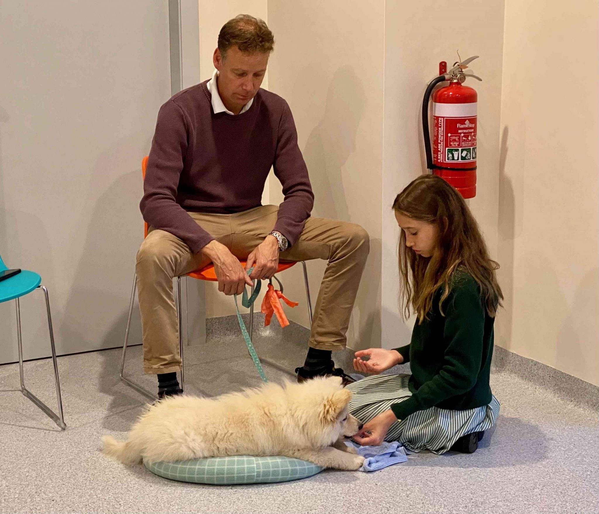 Puppy School Puppy Training Obedience Training Northern Beaches PAH
