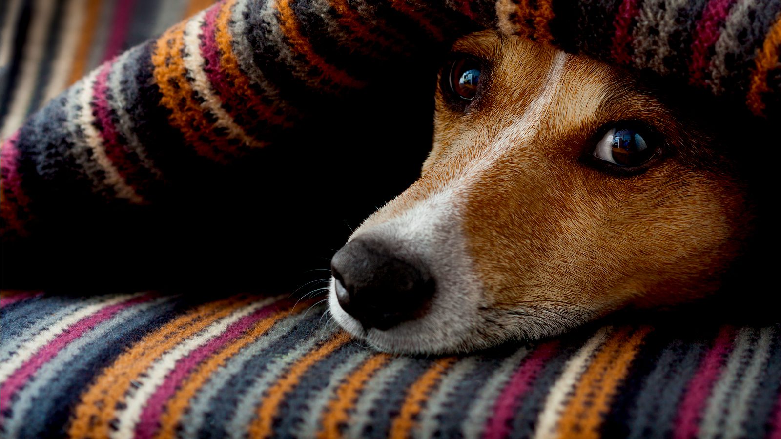 Itchy Skin - Pittwater Animal Hospital