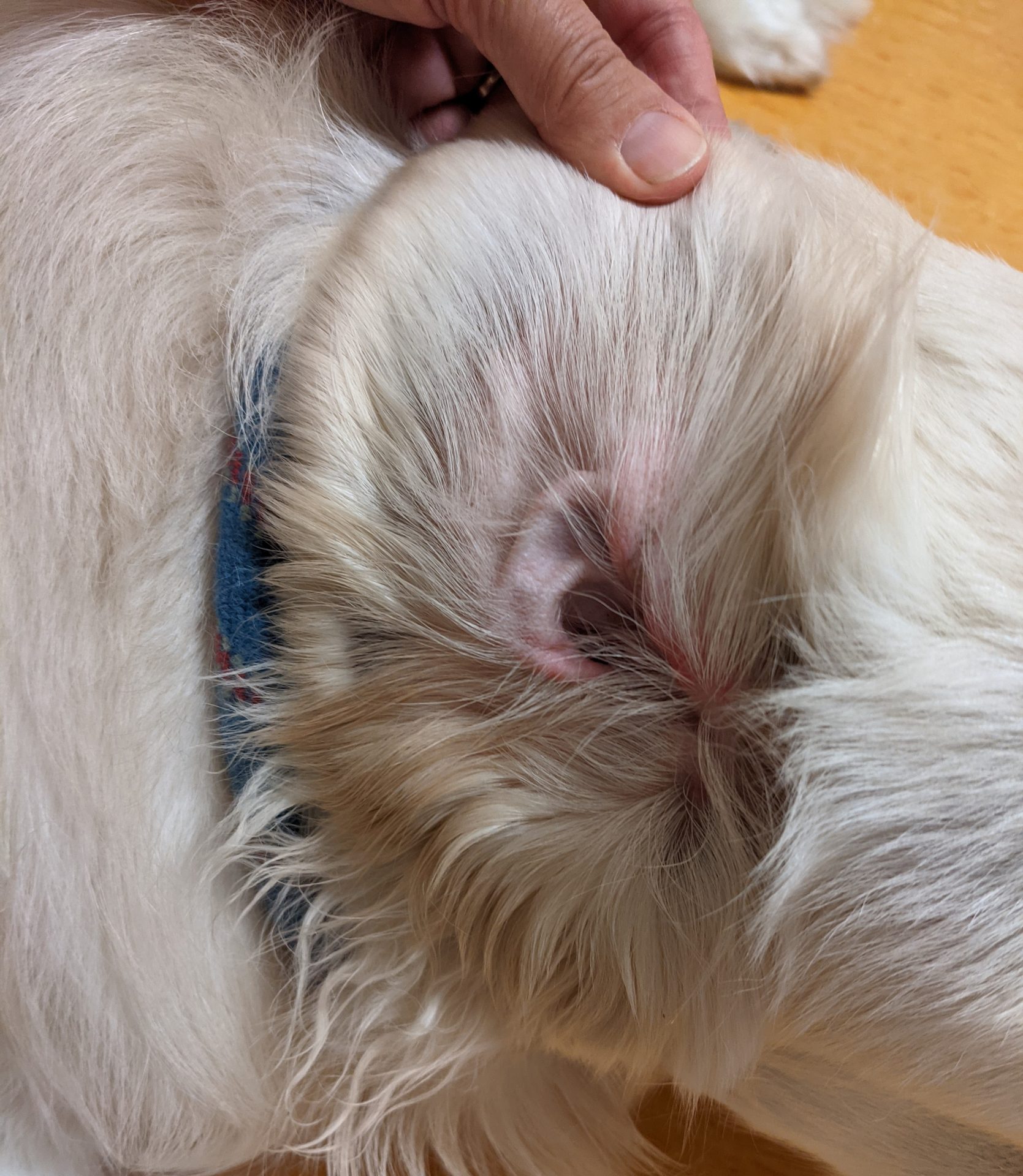 Tommy's ear and skin problem - Pittwater Animal Hospital