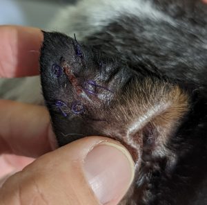 Haematoma In Neville S Ear Pittwater Animal Hospital