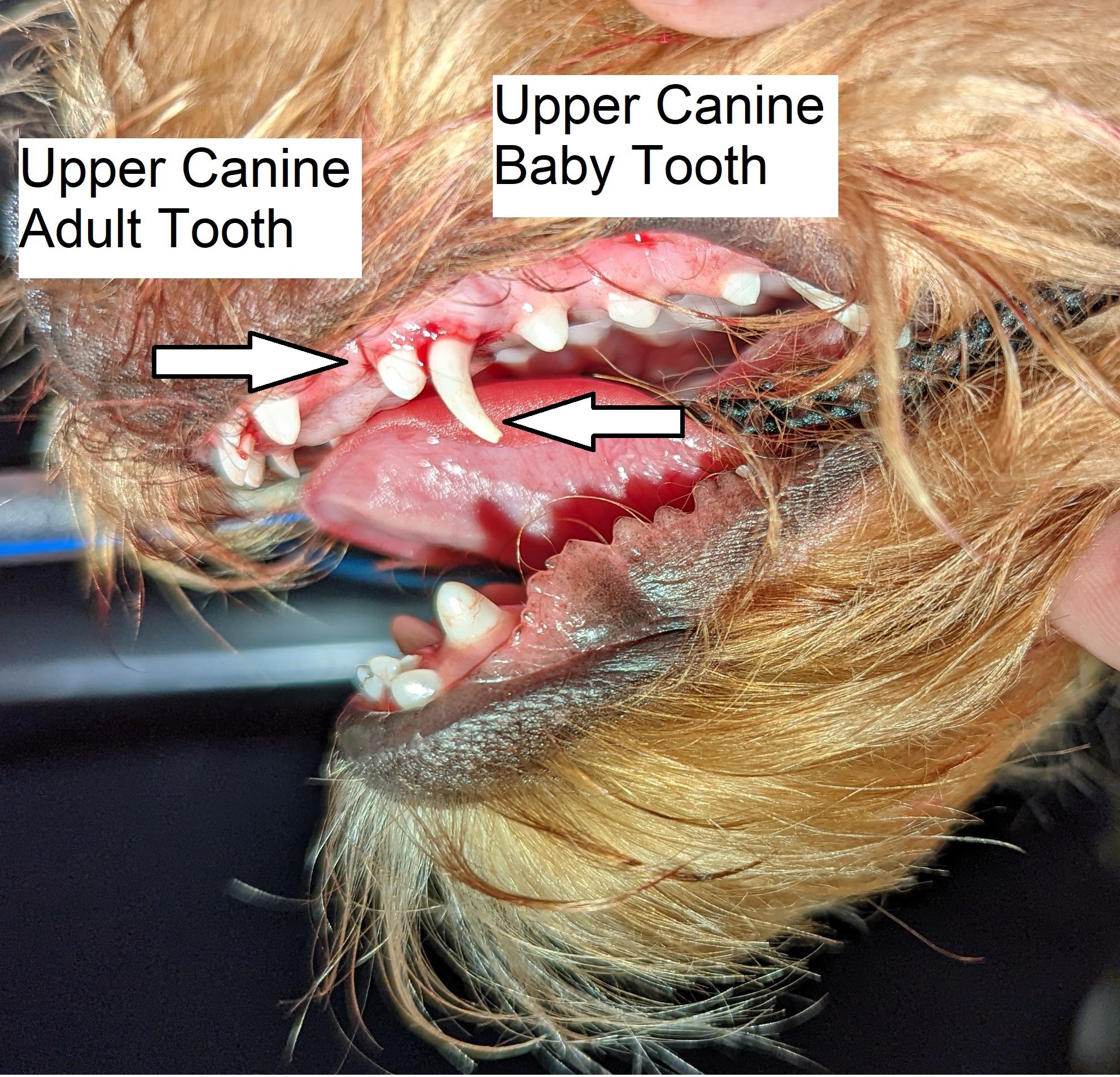 baby-teeth-check-at-desexing-pittwater-animal-hospital