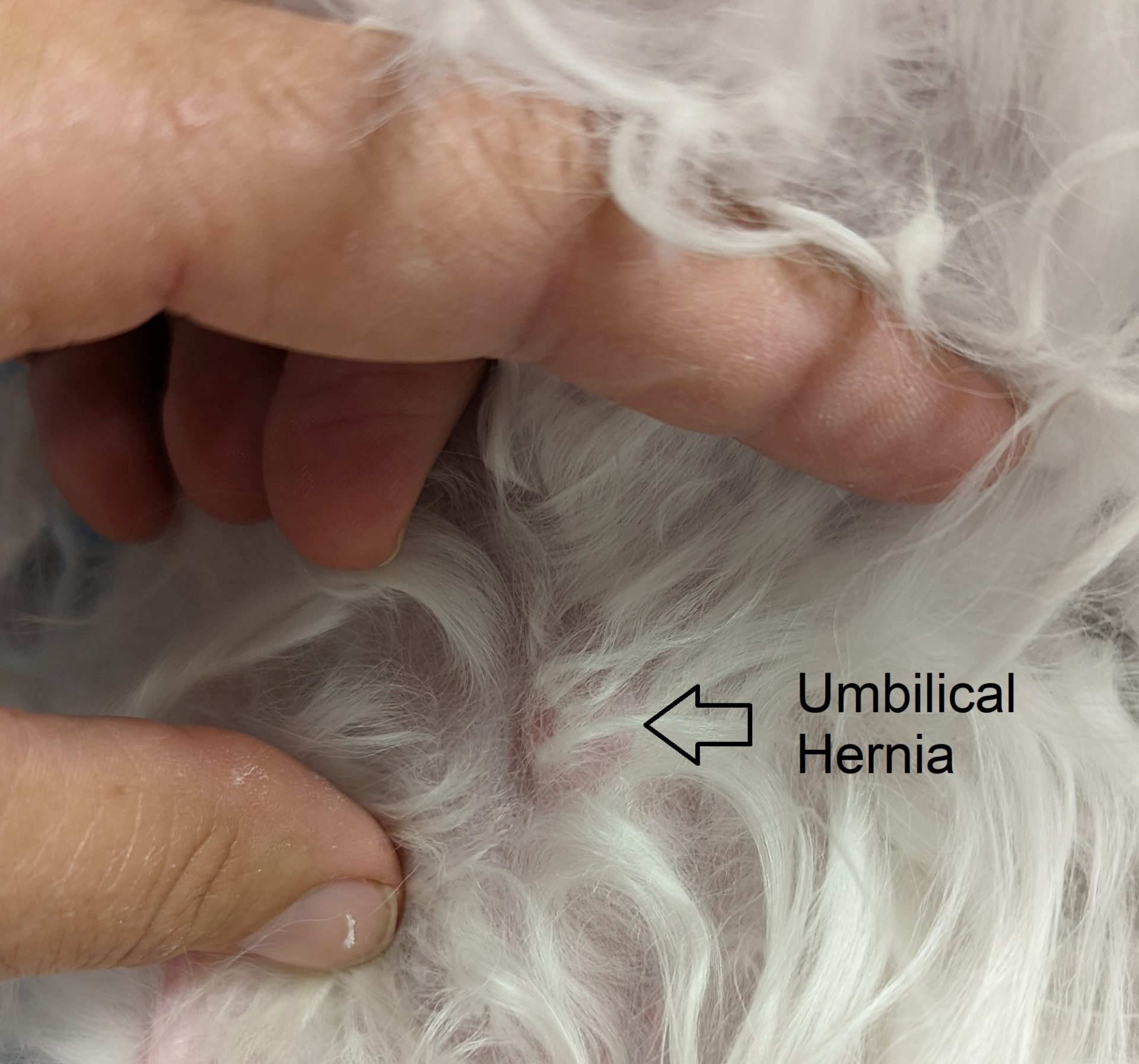 Hernia Repair at Desexing - Pittwater Animal Hospital