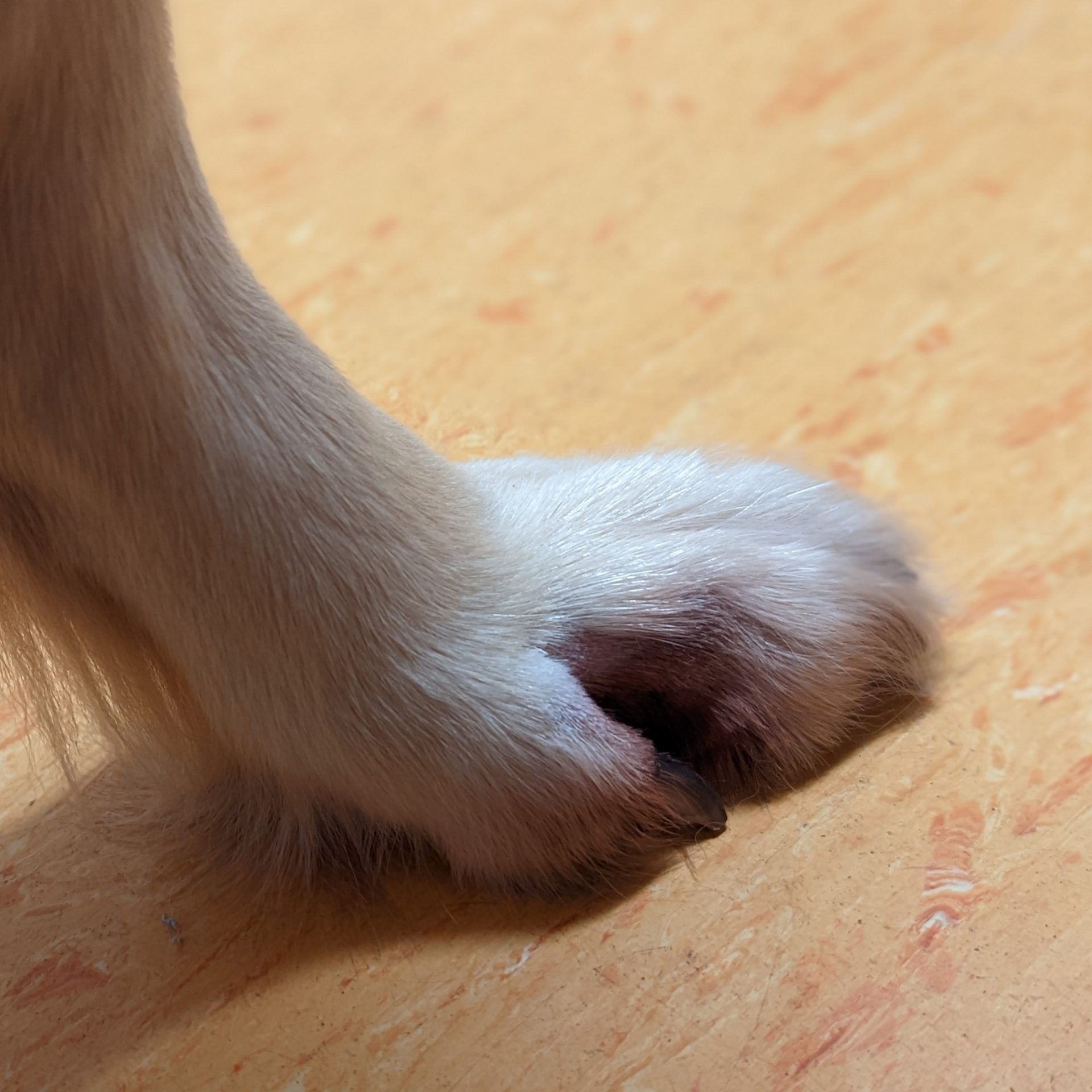 Archie's Itchy Toe - Pittwater Animal Hospital