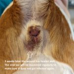 Image showcasing Burst Anal Sac Abscess - Pittwater Animal Hospital