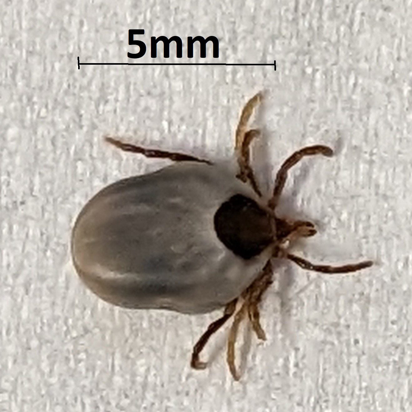 Tick Paralysis Treatment Pittwater Animal Hospital