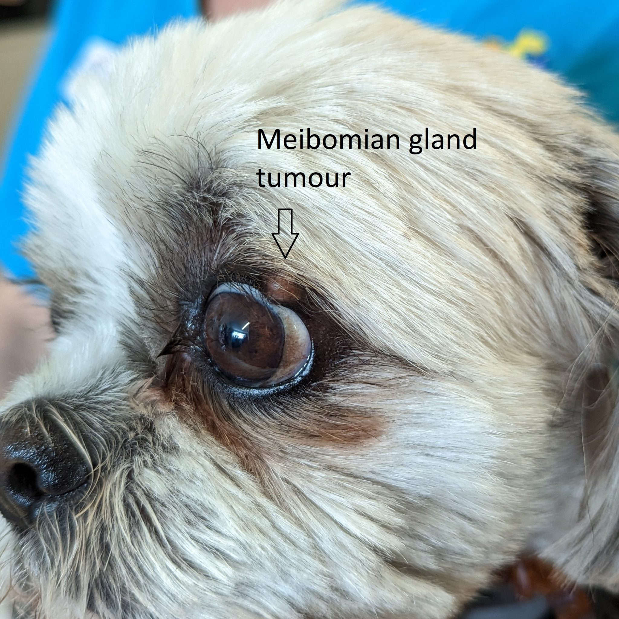Eyelid Swellings Miebomian Gland Tumours Pittwater Animal Hospital
