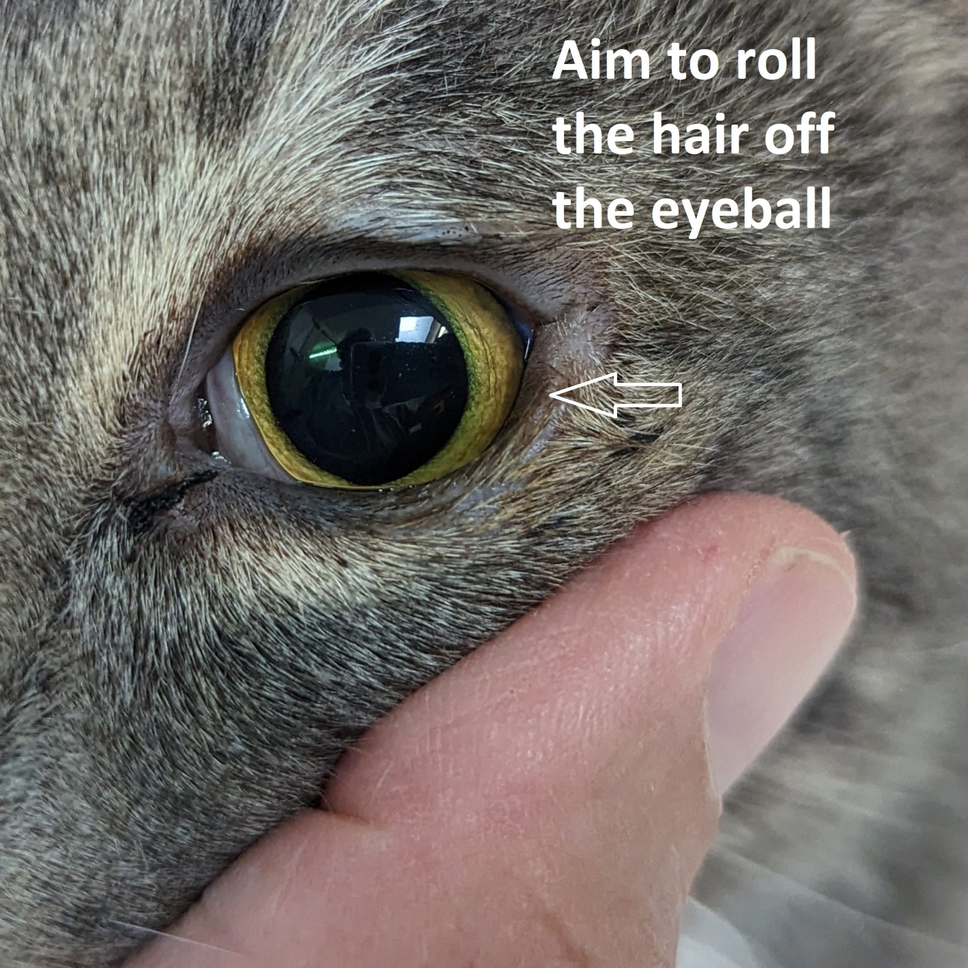Plastic surgery for a cat - Pittwater Animal Hospital