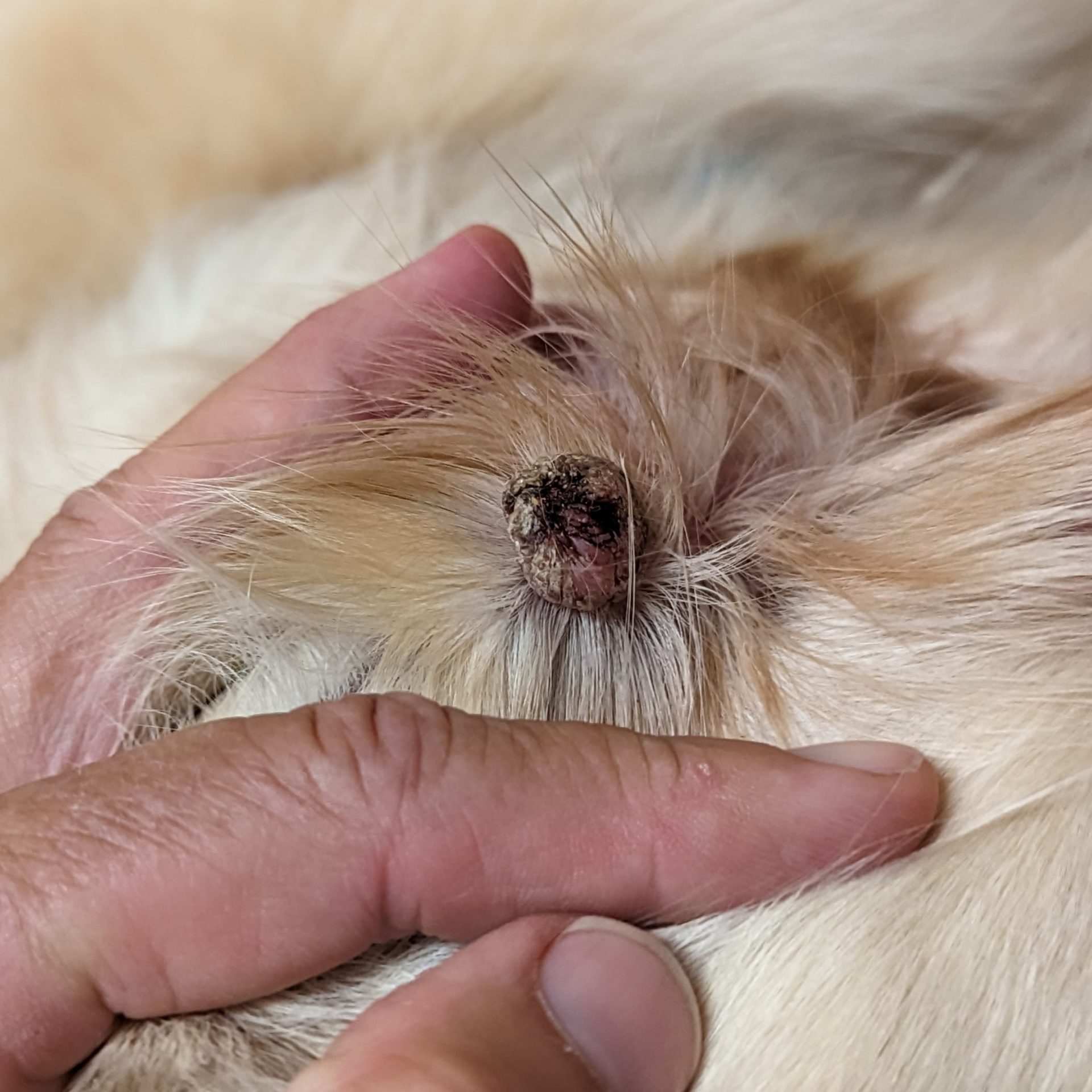 Papil...Papil...Papilloma - Pittwater Animal Hospital