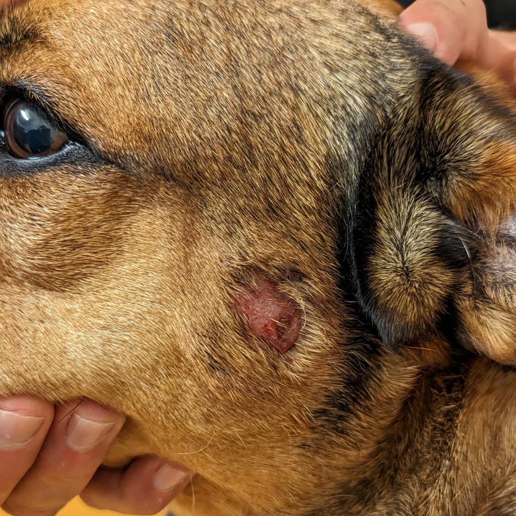 Hot Spot on the skin = Superficial Pyoderma - Pittwater Animal Hospital