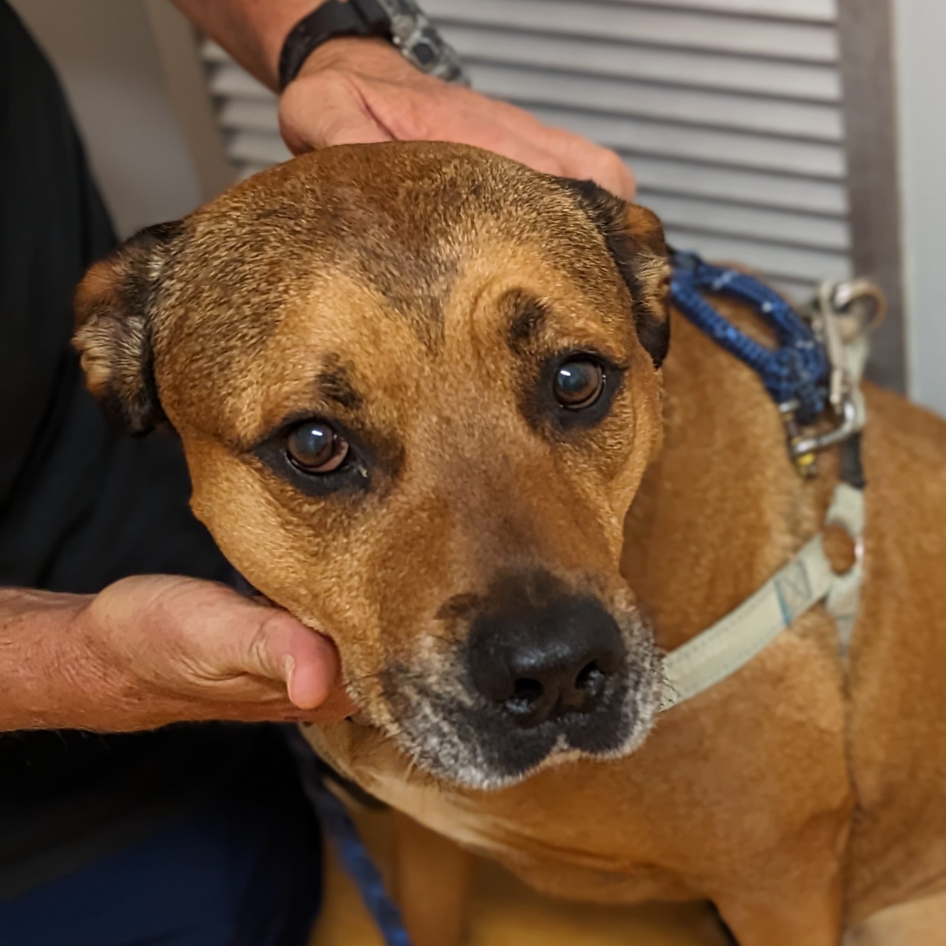 Hot Spot on the skin = Superficial Pyoderma - Pittwater Animal Hospital