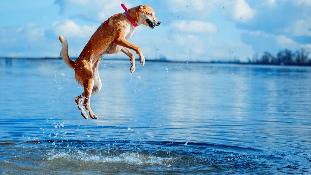 Fabulous treatment for arthritis pain in cats and dogs - Pittwater ...