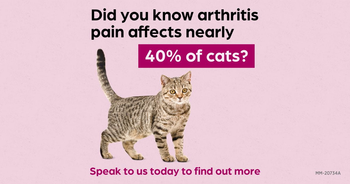 Fabulous treatment for arthritis pain in cats and dogs Pittwater