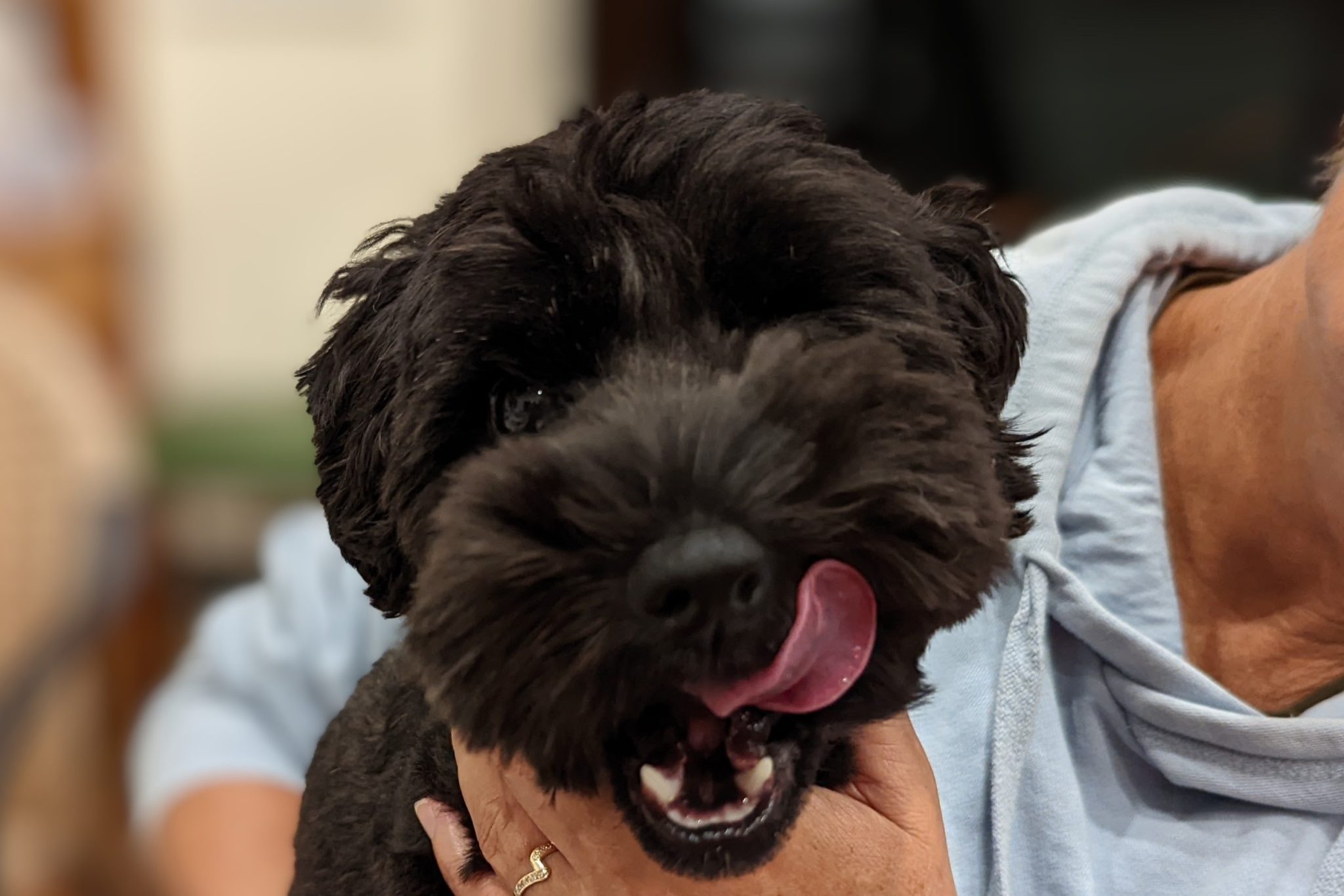 Dislocating Kneecaps (Patella Luxation) - Pittwater Animal Hospital
