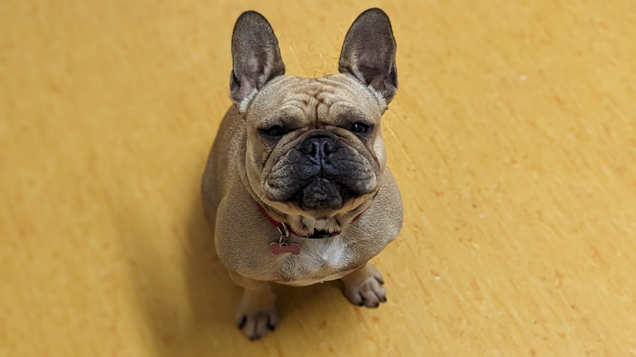 Healthy skin needs a little maintenance. - Pittwater Animal Hospital