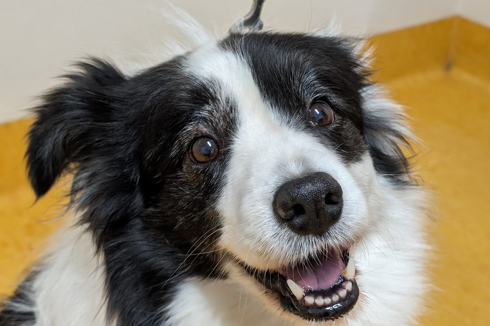 Eyelid tumour surgery - Pittwater Animal Hospital
