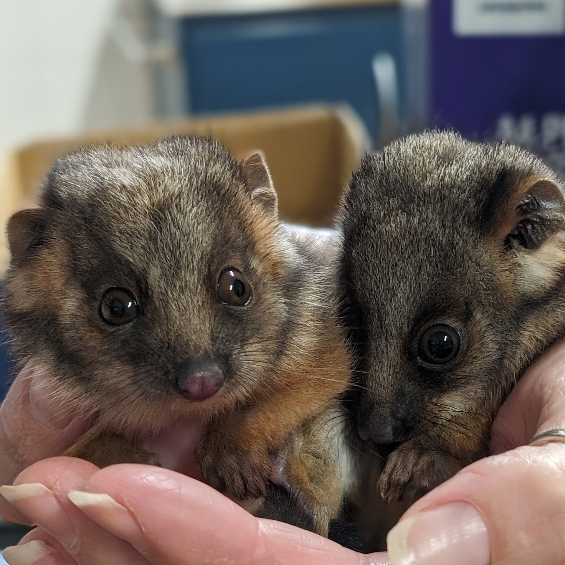 Baby Ringtail Possums Pittwater Animal Hospital