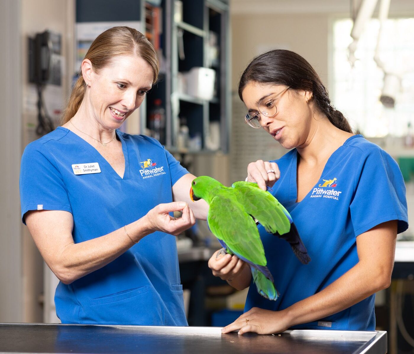 Advanced Vet Clinic & Hospital | Veterinary Services Northern Beaches | PAH