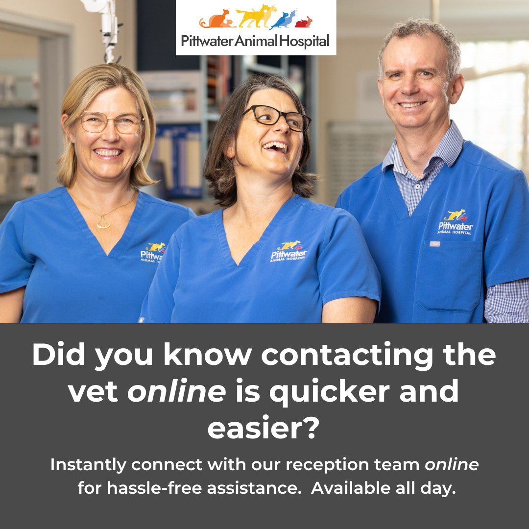 Advanced Vet Clinic & Hospital | Veterinary Services Northern Beaches | PAH